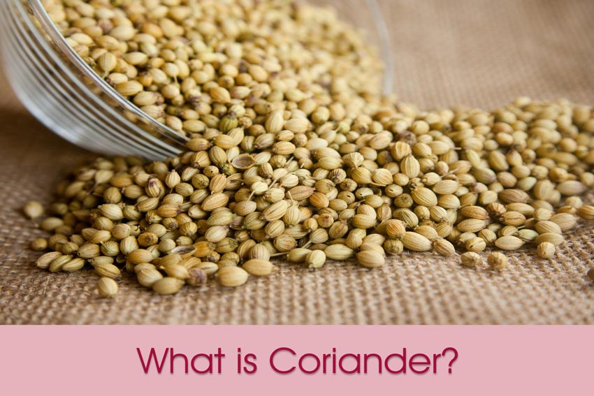 Lotus Cuisine of India - What is Coriander - Coriander seeds
